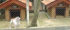 canil-teofilo-otoni-1353977644