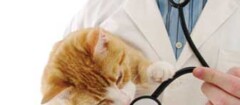 clinicas-veterinarias-xxxx-1352776670