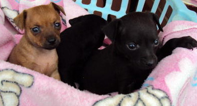 Nutrivale Pet Shop - Foto 1