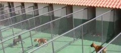 hotel-para-animais-teofilo-otoni-1353979491