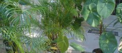 plantas-ornamentais-xxxx-1355557990