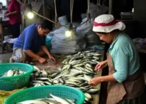 produção de peixes