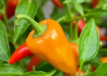 pimenta-do-reino