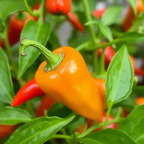 pimenta-do-reino